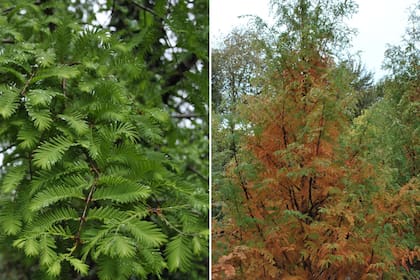 En verano, las hojas de la Metasequoia glibostroboides se ven bien verdes, mientras que en otoño se tornan cobrizas.