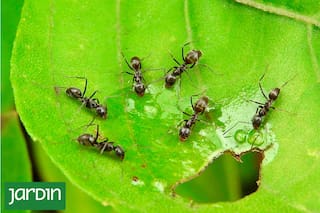 Por qué son la pesadilla del verano y cómo evitar que arruinen tus plantas