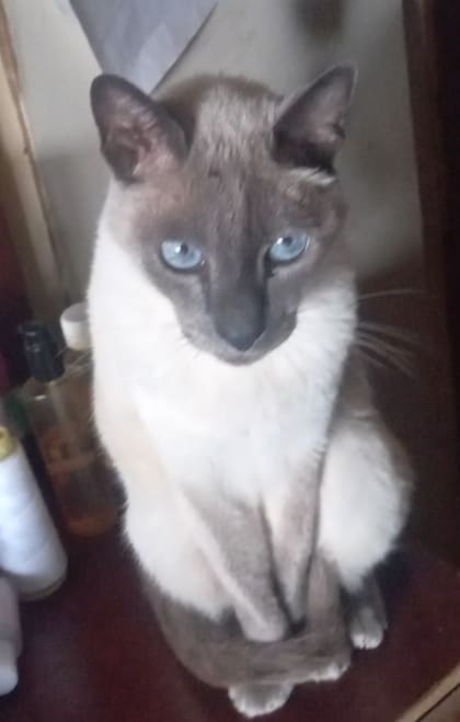 En verano, le gustaba descansar en el patio de la casa.