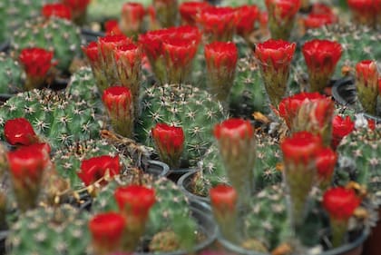 En verano, los cactus y suculentas explotan de flores. Algunos necesitan más agua que otros, por eso es importante conocer qué plantas tenemos en casa y cuáles son sus requerimientos