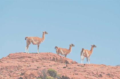 En vez de un azote, el guanaco puede ser una fuente de ingresos