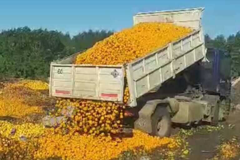 “Duele ver”: el impactante momento en que tiraron 8000 kilos de mandarinas y el drama que está detrás