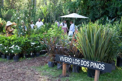 En vivero Dos Pinos, las rosas fueron las estrellas.