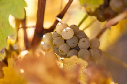 En Wapisa hacen vinos blancos, además de tintos.