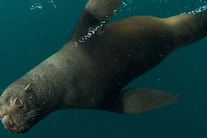 Yaganes: un tesoro marino que buscan proteger en el Sur