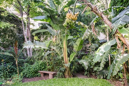 En zonas libres de heladas podés sumar la producción de frutales tropicales.