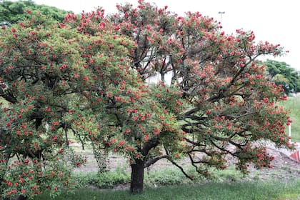 En zonas rurales, los paisanos lo saben bien: si florece el ceibo, se viene el calor