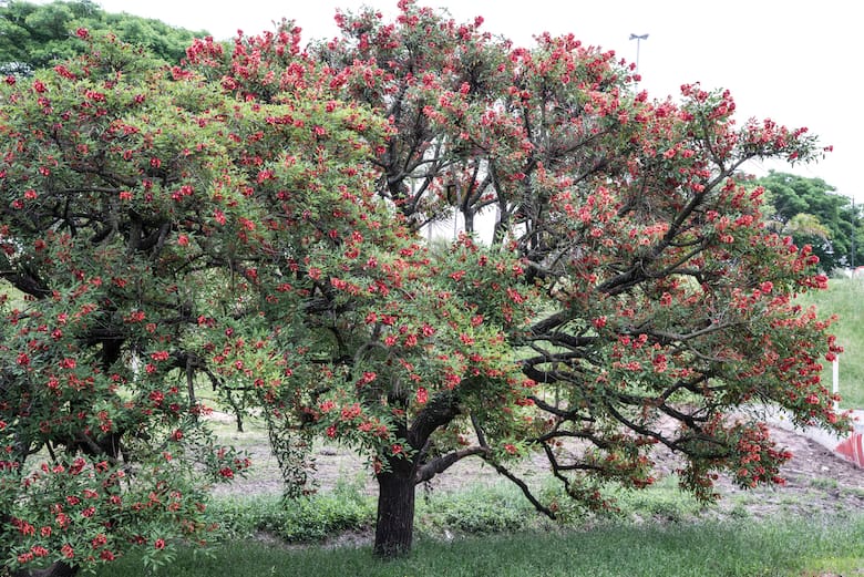 Termómetros verdes: cómo las plantas predicen el clima sin tecnología