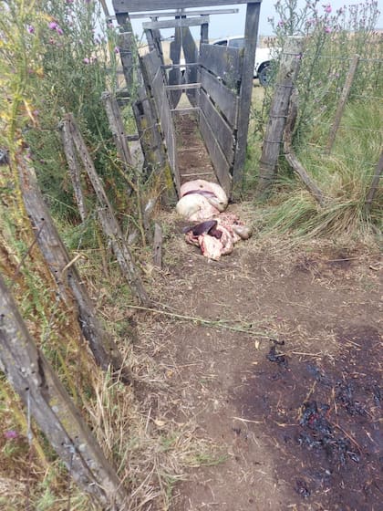 Encierran a los animales para matarlos