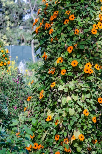 Encontrar la especie adecuada para el lugar que queremos cubrir es la clave para no fracasar con las enredaderas, ya que algunas son muy invasoras