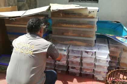 Encontraron 219 serpientes en un departamento en la ciudad.