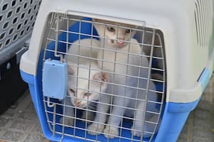 Rescataron a 23 gatos de una casa en Villa Crespo tras denuncias por malos olores