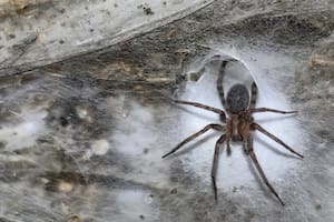 Así es la cueva más grande del mundo: tiene más de 111.000 arácnidos bajo tierra