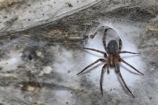 Así es la cueva más grande del mundo: tiene más de 111.000 arácnidos bajo tierra