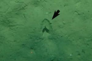 Hace diez años encontraron “huellas de pezuñas” en el fondo del mar y ahora resolvieron el misterio