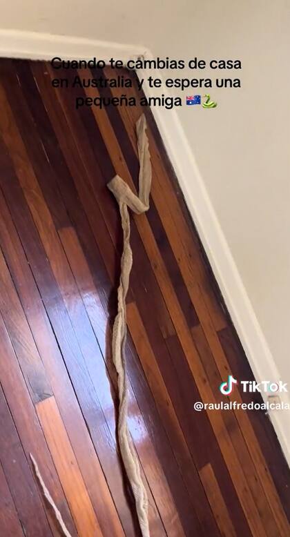 Encontraron la piel de un reptil sobre la ventana