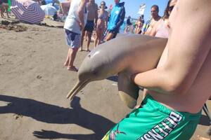 Encontraron muerto a un delfín en Mar del Tuyú