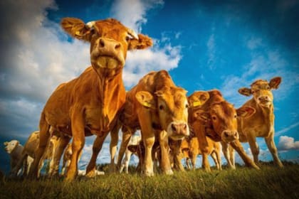 Encontraron muy poca diferencia en las emisiones entre la carne de vacuno producida convencionalmente y la carne de vacuno cultivada orgánicamente