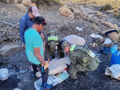 Encontraron restos fósiles en un campo en Neuquén y fueron enviados al Museo Carmen Funes, de Plaza Huincul, para su análisis