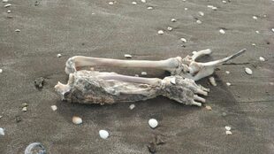 Encontraron restos humanos en Mar de Ajó, provincia de Buenos Aires