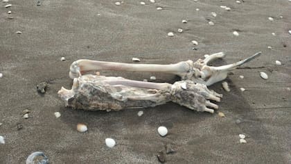 Encontraron restos humanos en Mar de Ajó, provincia de Buenos Aires