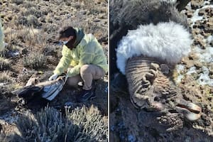 Encontraron un cóndor muerto en el sur de Río Negro