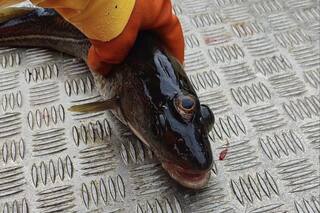 Encontraron un pez de tres ojos en Groenlandia: cuál es su vínculo con Los Simpson