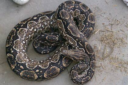 La anaconda es uno de los grandes depredadores de la Amazonía