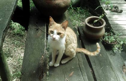 Encontré un lindo gatito
