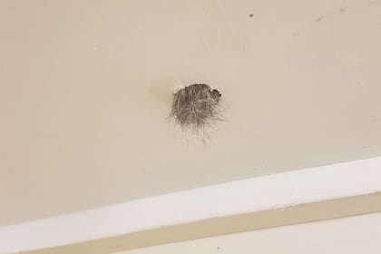 Encontró algo tenebroso en el techo de su casa.