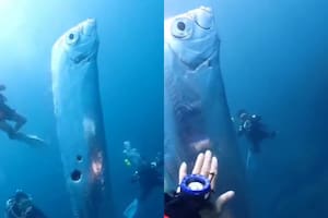 Encontró el pez que anuncia desastres naturales y sucedió lo peor