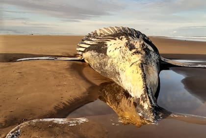 Un equipo especial tomará hoy muestras para determinar las causas de su muerte