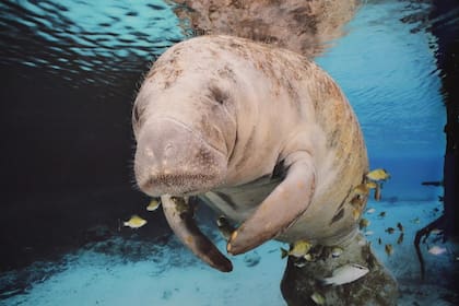 Encuentro cercano con manatíes en el río Tatuamunha