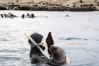 Snorkeling con lobos en Puerto Madryn