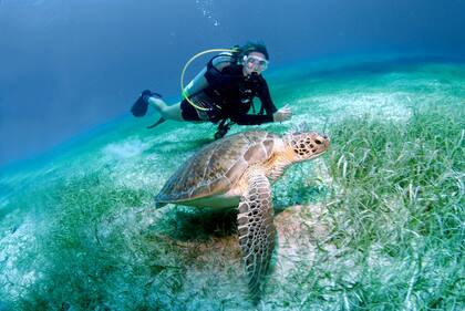 Encuentro cercano con una tortuga marina.