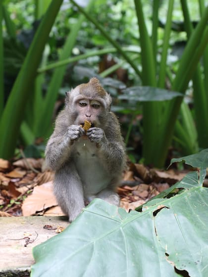 Encuentros cercanos con los monos en Sangeh Monkey Forest.
