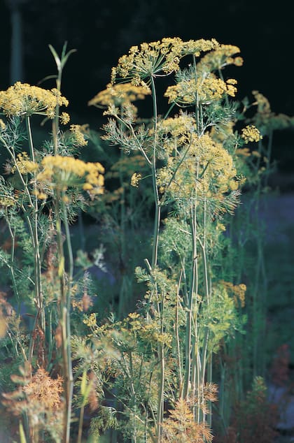 Eneldo, le versión eterea del hinojo