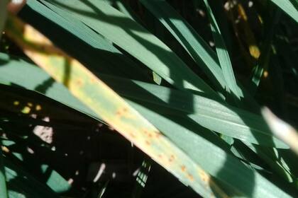 Enfermedades, otro riesgo