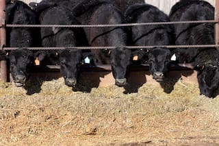 Se alarga la estadía de terneros en los corrales de engorde
