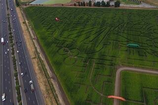 Enorme laberinto de maíz en el norte de California invita a disfrutar perdiéndose