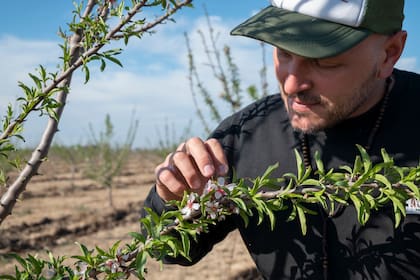 Enrique Paloma Schiavi controla el crecimiento de los almendros.