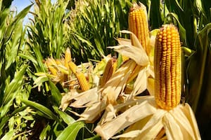 El maíz cambia el paisaje del Alto Valle y hay una nueva meca para el cultivo