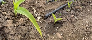 Sembraron maíz en Santa Cruz y hay fuerte expectativa por una ventaja única