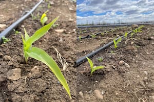 Sembraron maíz en Santa Cruz y hay fuerte expectativa por una ventaja única