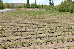 Realizan inéditos ensayos con maíz en Santa Cruz y un punto juega muy a favor