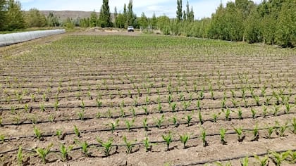 Ensayo experimental de siembre de híbridos en Perito Moreno, Santa Cruz