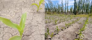 Expectativa nacional por una siembra en una región austral desafiante y prometedora