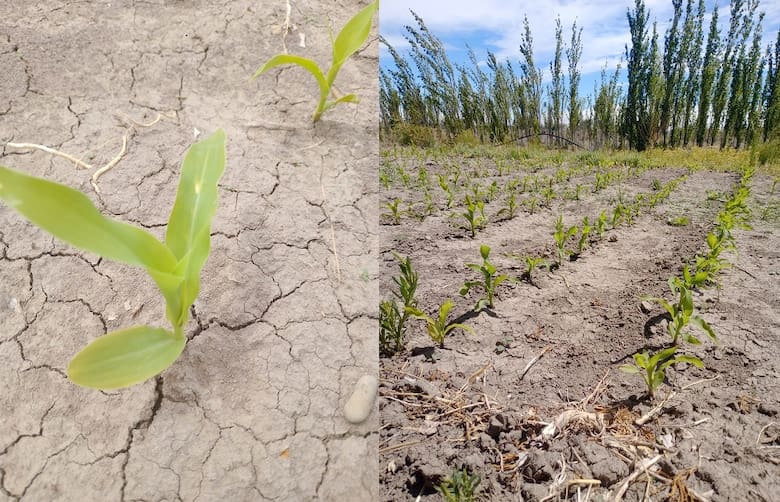Maíz en el extremo sur: ensayos del INTA buscan correr la frontera agrícola hasta Santa Cruz