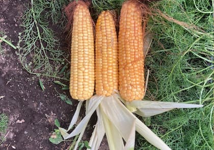 Ensayos de maíz en la Patagonia: los híbridos desarrollados para climas extremos ya se probaron desde el norte de Neuquén hasta Tierra del Fuego