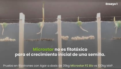 Ensayos en condiciones controladas junto al Laboratorio INVIVE de la UNLP donde se trabajó con Microstar PZ BIO vs MAP, aplicados en iguales condiciones muestran como con Microstar hay eficiencia desde el arranque